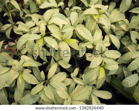 Picture of green and grey leaves 
