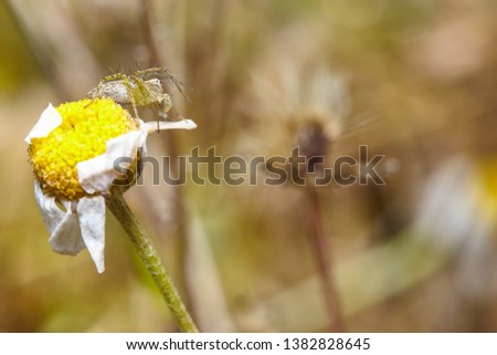 Oxyopes lineatus. A spider hunting on a daisy flower. 