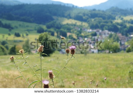 A picture captured with nice bokeh in the nature, with a bee and some colorful flowers in front of a village and mountains, in Baden-Baden, Germany
