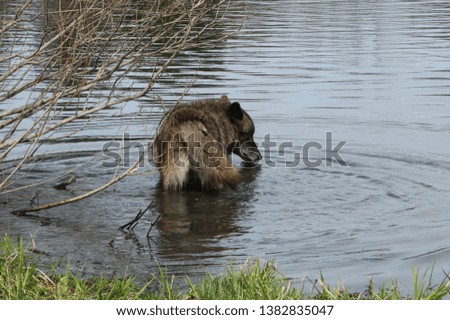 Black wolf drinking from the lake