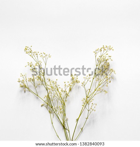 Branches with small yellow flowers on a white background. Minimal concept.
