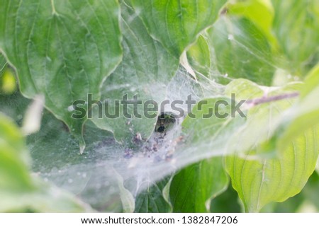 a spider in its web on a Bush caught the victim
