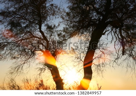 abstract photo of sunset light burst among trees