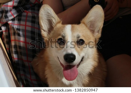 A picture of a dog Pembroke Welsh Corgi, nickname: Rocket