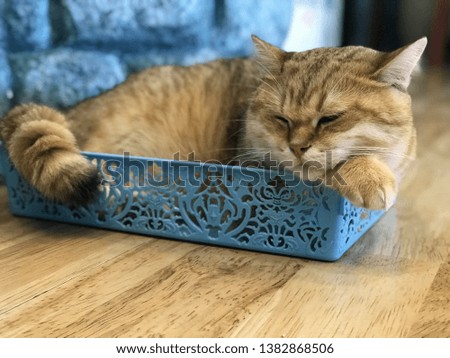 A cat is sleeping in the basket