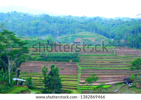 Terraced rice fields (sawah terasering) at the morning in Karanganyar in Central Java, Indonesia.  Green rice fields wallpapers/background. 
