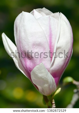 close up of pink Magnolia Tree Blossom