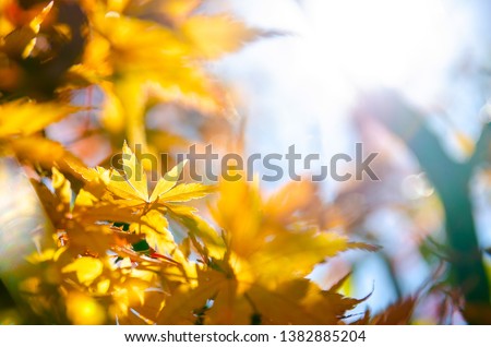 Yellow maple leaf, tree branch in beautiful autumn at Nikko with colorful tree. Japanese Maple Leaves Color of autumn with sun light. Texture and Background. 