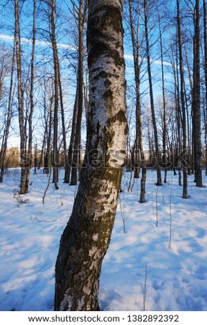 birch tree trunk city park
