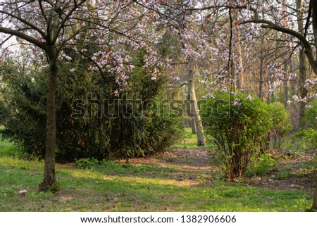 spring garden with flowering trees