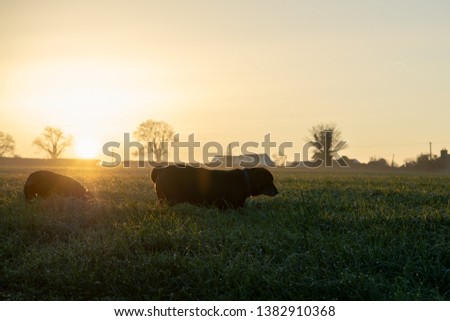 One dog leads her little puppy friend on their way home through this grassy field on a gorgeous spring morning as the sun rises and shines on the Emerald Isle that is Ireland.