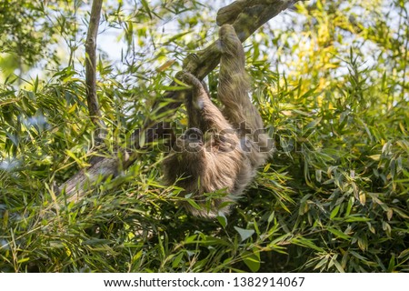 Linnaeus's two-toed sloth (Choloepus didactylus) on the tree