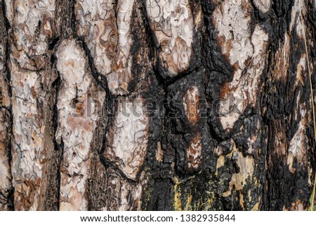 Pine bark with a deep pattern, after the fire