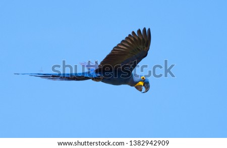Hyacinth Macaw in Pantanal Brazil
