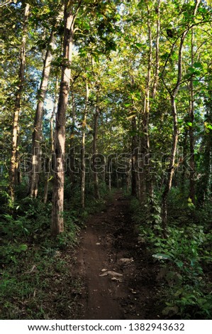 Scenery of forest nature in Indonesia. landscape nature for background or wallpaper