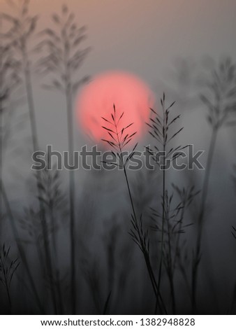 sunset with grass isolate in the foreground