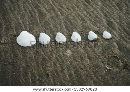 beautiful photo of white shells on the beach.
