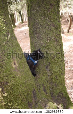 Black cat wearing a harness on a tree covered with moss