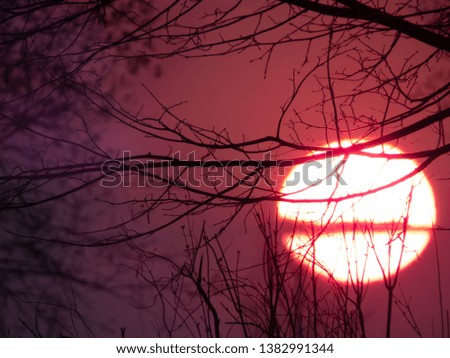 pink sunset through tree branches