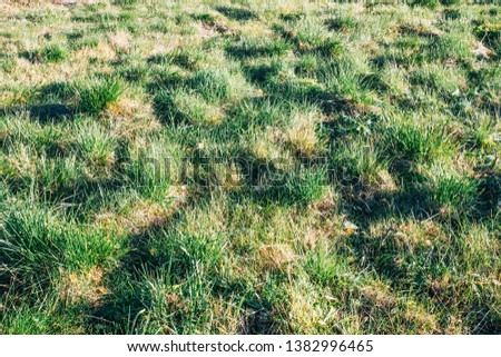 Background texture of dry grass
