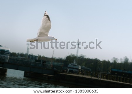 Seagull in the coast of Helsinki