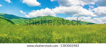 panoramic summer countryside in mountains. wonderful sunny day scenery. grassy rural fields and meadows with wild herbs. hills and mountains in the distance. blue sky with fluffy clouds
