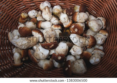 Basket with mushrooms. Picture taken in Krkonoše, Czech Republic.