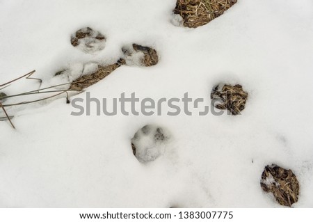 tracks of a wild animal