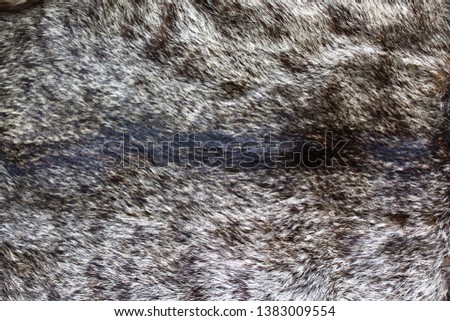 a piece of a cat fur