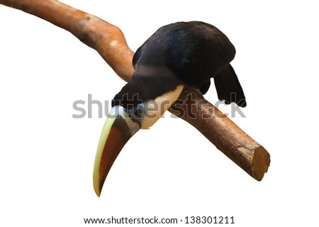 Toucan  isolated on white.
