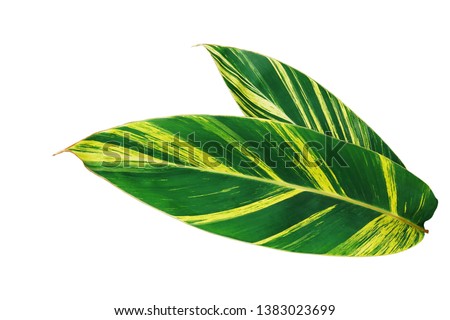 Green and yellow leaves nature pattern of variegated ginger or shell ginger (Alpinia zerumbet variegata) tropical foliage plant isolated on white background, clipping path included. Royalty-Free Stock Photo #1383023699