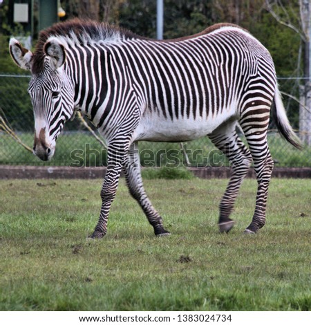 A picture of a Zebra
