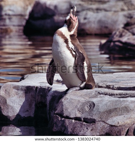 A picture of a Penguin