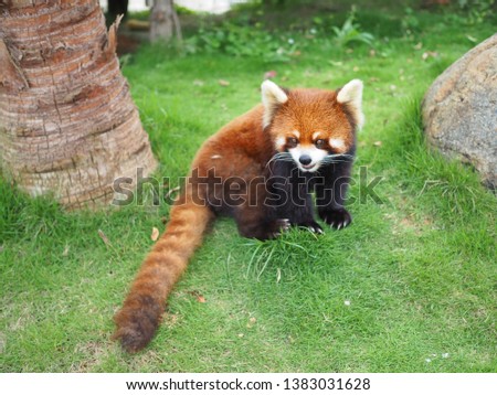 Cute Red Panda or Lesser Panda (Ailurus fulgens) with russet fur sitting on green yard. Selective focus picture.