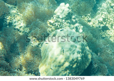 Coral under the sea. Thai sea