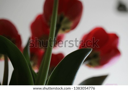 beautiful tulips in colose up