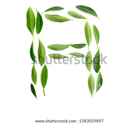 Letter  A  symbol of green leaves. isolated on white background