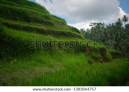 Photographs of the beautiful rice field, providing calm vibes of countryside and a landscape. Perfect as a simple background for an article on farms and travel.
