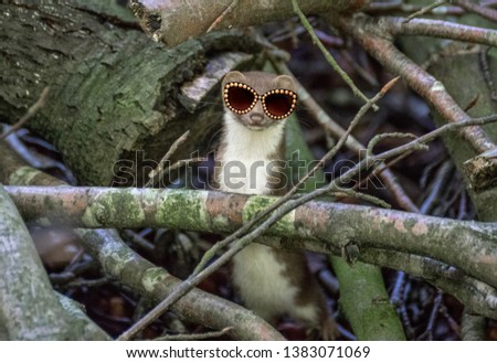 Funny picture of a weasel with sunglasses