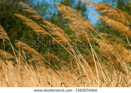 Reeds blown by the wind - nature background with selective focus