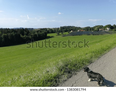 landscape picture with a dog