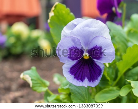 Lavender and purple pansy with blurred background