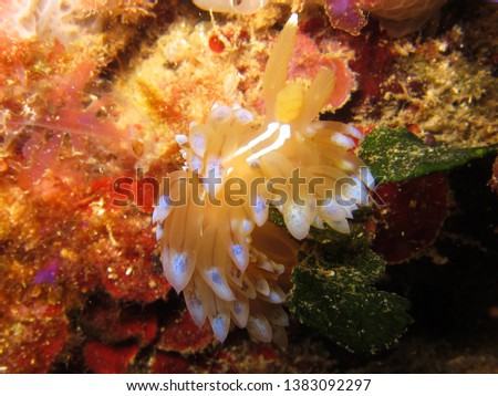 Beatiful nudibranch called Janolus Cristatus