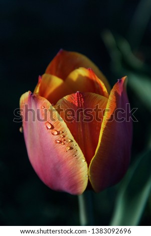 Closeup tulips flowers spring background macro rain drops