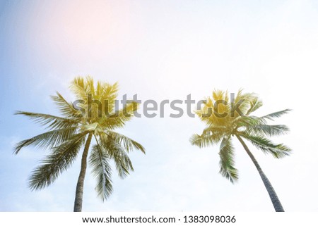Coconut palm trees perspective view , tropical palm leaf background