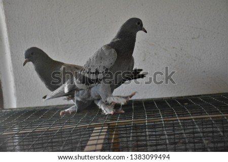 Game pigeons are a source of pleasure for people