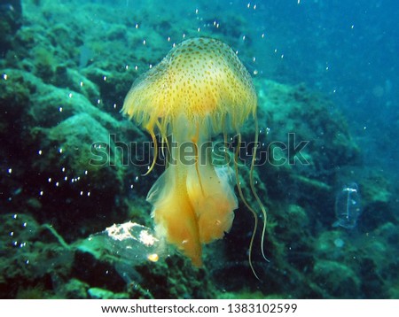 Jellyfish or sea jellies are the informal common names given to the medusa-phase of certain gelatinous members of the subphylum Medusozoa, a major part of the phylum Cnidaria