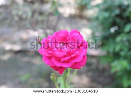 Beautiful red rose in backyard Royalty-Free Stock Photo #1383104510