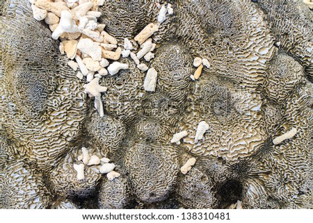 Abstract background - the brain coral close-up