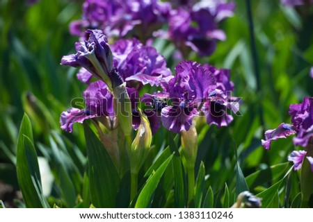 Colorful irises in the garden, perennial garden. Gardening. Bearded iris. Valery Pumping Iron. 